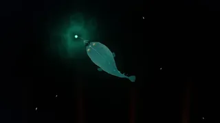Скриншот 1 к игре The Ocean is not Water