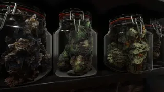 Скриншот 6 к игре Cannabis Farmer Strain Master