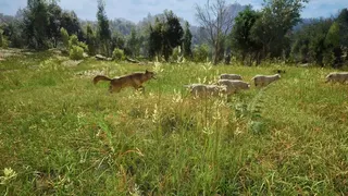 Скриншот 3 к игре Medieval Shepherd