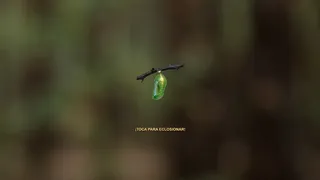 Скриншот 5 к игре Butterfly Project