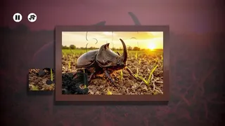 Скриншот 3 к игре Puzzles Insect