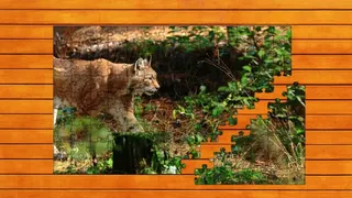 Скриншот 1 к игре Wild Lynx Jigsaw