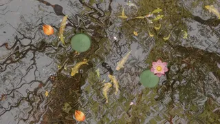 Скриншот 2 к игре Tranquil Koi 鯉の池