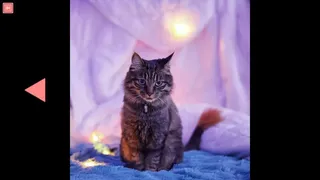 Скриншот 6 к игре TitTok Kitty