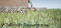 Wildlands Resurgence