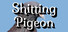 Shitting Pigeon