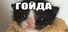 МЕМОЛОГИЯ: ЕГЭ ПО МЕМАМ