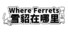 Where Ferrets 雪貂在哪里
