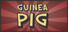 Guinea Pig
