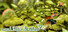 Insect Flight Simulator VR