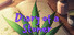 Diary of a Stoner