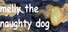 Melly the naughty dog