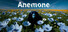 アネモネ / Anemone