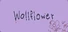 Wallflower