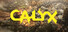 Calyx
