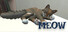 Meow