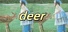 deer