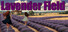 Lavender Field