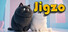Jigzo