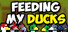 Feeding My Ducks