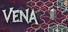 Vena