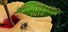A little Jumpingspider's Garden Adventure (Day 1+2)