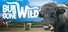 Bull Gone Wild