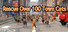 Rescue Over 100 Town Cats