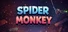 Spider Monkey