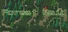 Forest Raid