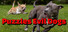 Puzzles Evil Dogs