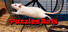 Puzzles Rats