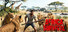 Africa Survival