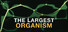 The Largest Organism