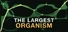 The Largest Organism