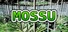 Mossu