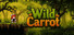 Wild Carrot