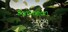 Barrimean Jungle