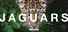 Living with Jaguars VR