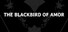 The Blackbird of Amor