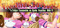 Violation baseball - Tokyo Teranodon vs Kyoto Scartina Girls