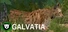 Galvatia