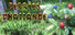 Berries Challenge