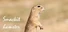 Smackit hamster