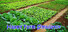Happy Farm Simulator