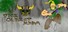 The Oldest Edda