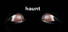 haunt