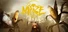 Maize