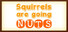 Squirrels are going nuts