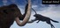 Wrangel Island